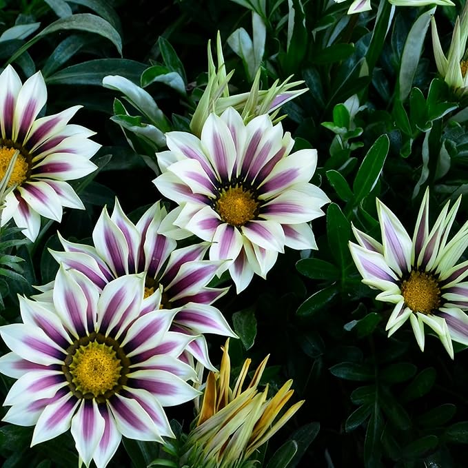Gazania Daisy Flower Seeds for Planting, 100+ Mixed Gazania Seed, Perennial Flower, Non-GMO Heirloom Gazania Seeds for Garden Home