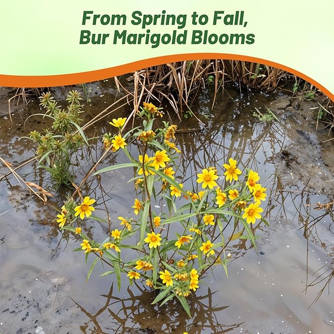 Outsidepride Perennial Bur Marigold Hannay's Lemon Drop Seeds - 1000 Pcs. Heirloom, Self-Sowing, Drought-Tolerant Flower Seeds, Pollinator-Friendly, for Vibrant Blooms, Low-Maintenance Summer Gardens
