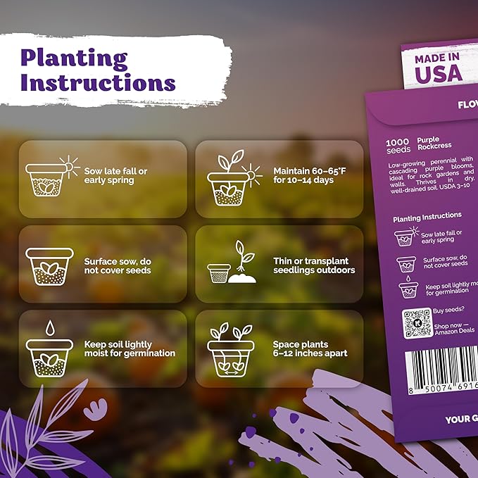 KVITER 1,000 Purple Rock Cress Seeds Perennial (Aubrieta deltoidea) - Aubrieta Seed, Lilacbush, Non-GMO & Organic Ground Cover Seed - Ideal Flower Seeds for Planting in Beds, Rock Garden & Walls