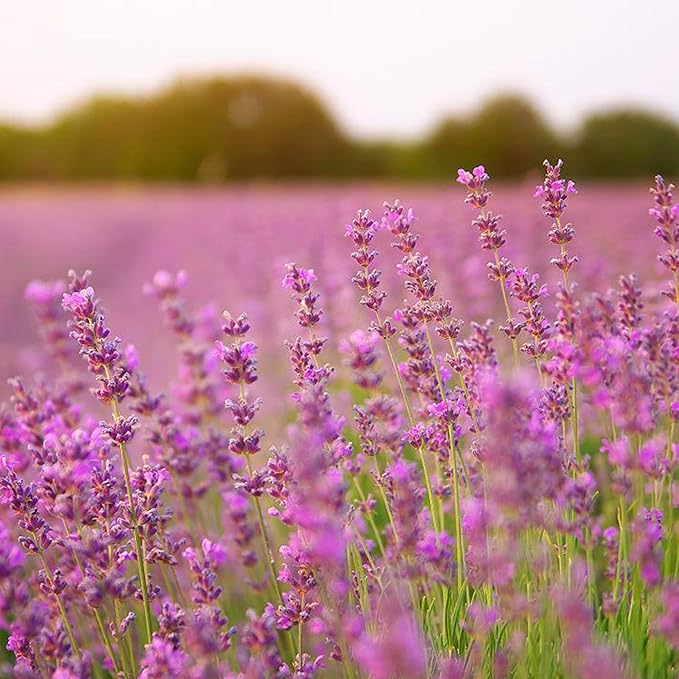 500pcs Mixed Lavender Seeds for Planting, Non-GMO Heirloom Lavender Perennial Flower Seeds Plants, Open Pollinated Beauty Home Garden Flowers in Outdoors Indoors