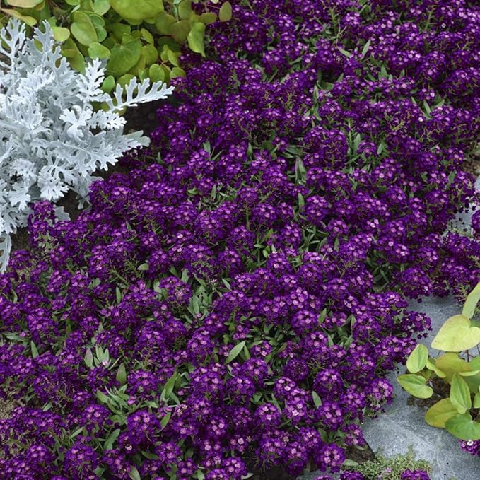 Outsidepride Oriental Nights Alyssum Seeds - 10000 Pcs Annual, Drought-Tolerant & Pollinator-Friendly Ground Cover Seeds w/Fragrant Honey Blooms for Low-Growing Xeriscaping & Outdoor Planting