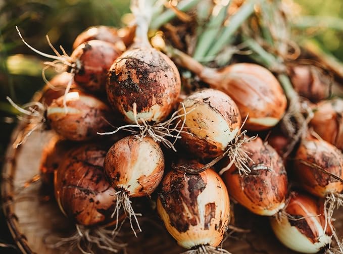 Yellow Sweet Spanish Onion - 50 Seeds - Heirloom & Open-Pollinated Variety, Non-GMO Vegetable Seeds for Planting Outdoors in The Home Garden, Thresh Seed Company