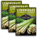Lemongrass Seeds for Planting - Lemon Scented Asian Lemongrass for Your Home Vegetable Garden - Heirloom Non-GMO Open-Pollinated - Survival Garden Seeds (3 Packs)