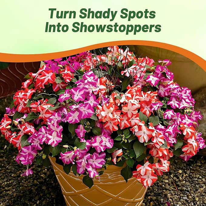 Outsidepride Accent Star Mix Impatiens Flower Seeds - 200 Pcs Annual, Compact & Pollinator Friendly, Impatiens Seeds for Planting w/Vibrant, Abundant Blooms for Shade Gardens & Container Displays