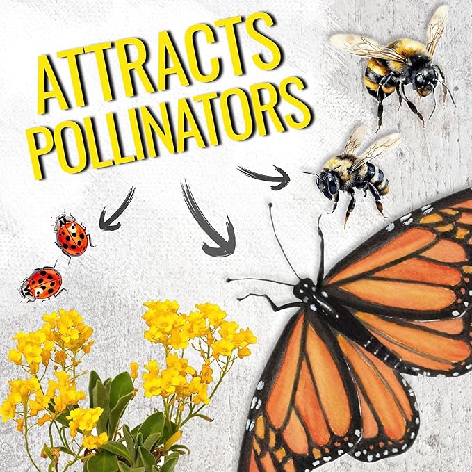 Seed Needs Alyssum Seeds for Planting Basket of Gold - Heirloom Annual Flowers to Attract Pollinators Butterflies & Bees to Outdoor Rock Gardens, Pots, Containers & Window Boxes (5 Packs)