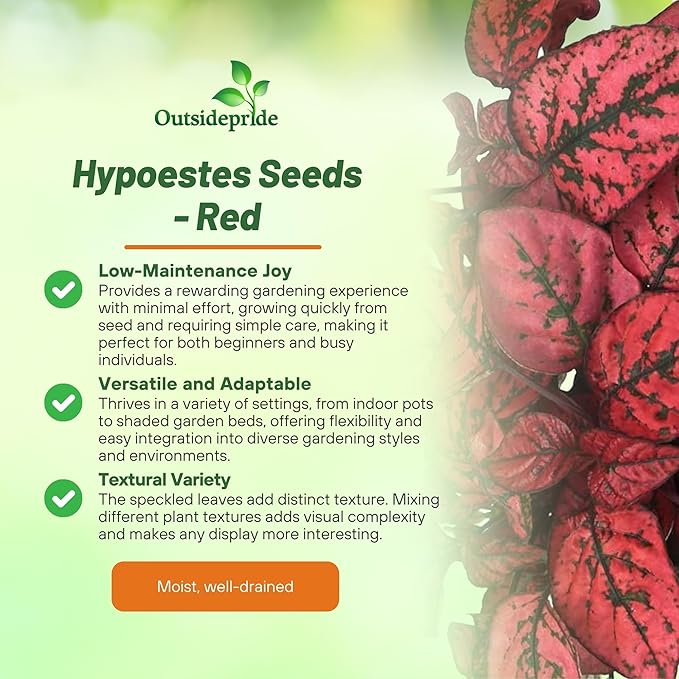 Outsidepride Splash Select Red Hypoestes Seed for Planting - 50 Pcs Perennial Polka Dot Plant Seeds w/Variegated Foliage for Containers, Hanging Baskets, Small Gardens, Both Indoors & Outdoors