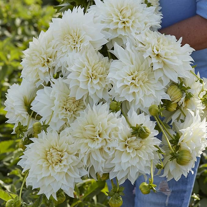 Eden Brothers Dahlia Bulbs - Cafe Au Lait Supreme, Non-GMO Bulbs for Planting, 2 Bulbs | Low-Maintenance Flower Bulbs, Plant During Spring, Zones 8, 9, 10, 11