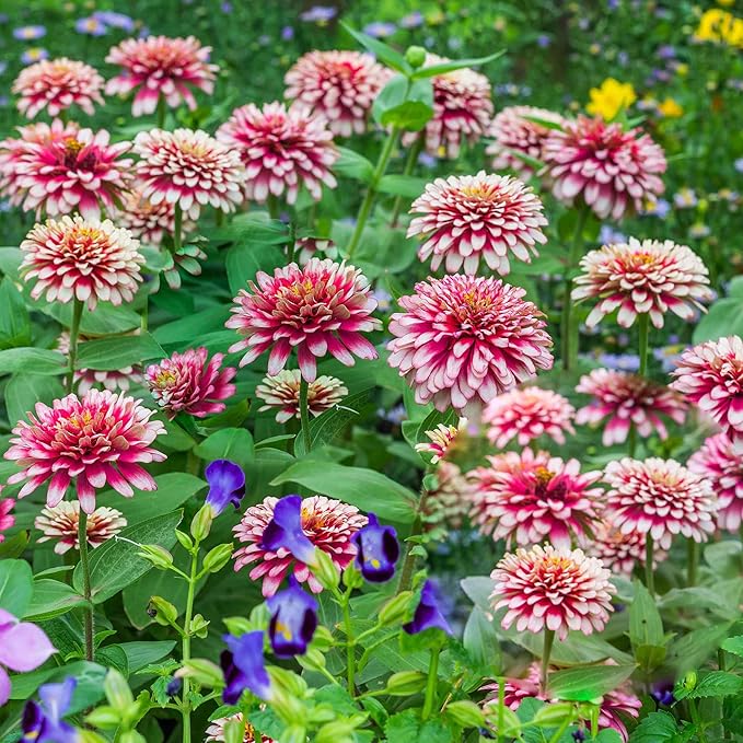 Eden Brothers Zinnia Seeds - Swizzle Cherry & Ivory