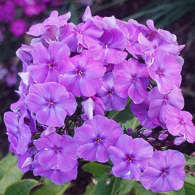 1000+ Phlox Seeds for Planting - Perennial Phlox Ground Cover Plant Seeds - Non GMO & Heirloom Flower Garden Outdoor