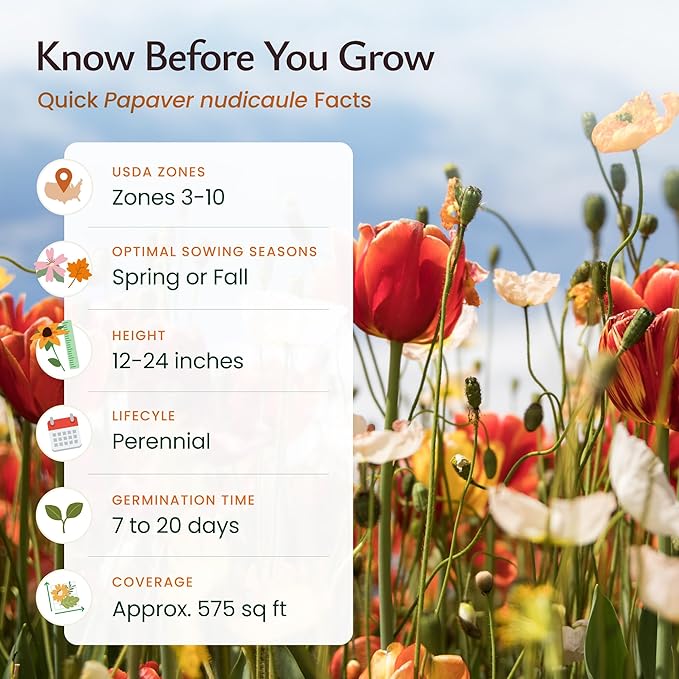 Created by Nature Iceland Poppy Seeds, 34,700 Perennial Wildflower Seeds