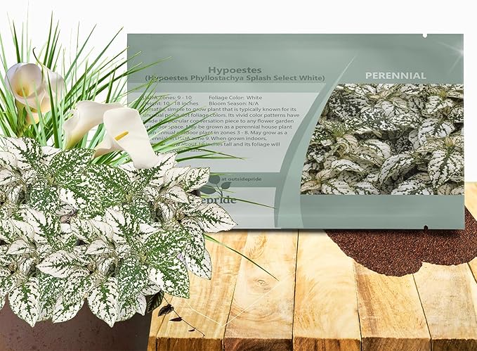 Outsidepride Splash Select White Hypoestes Seed for Planting - 50 Pcs Perennial Polka Dot Plant Seeds w/Variegated Foliage for Containers, Hanging Baskets, Small Gardens, Both Indoors & Outdoors
