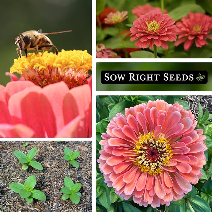 Sow Right Seeds - Salmon Queen Zinnia Seeds for Planting - Non-GMO Heirloom Packet to Plant & Grow an Outdoor Home Flower Garden - Annual, Giant Pink Blooms to Cut and Come Again (3)