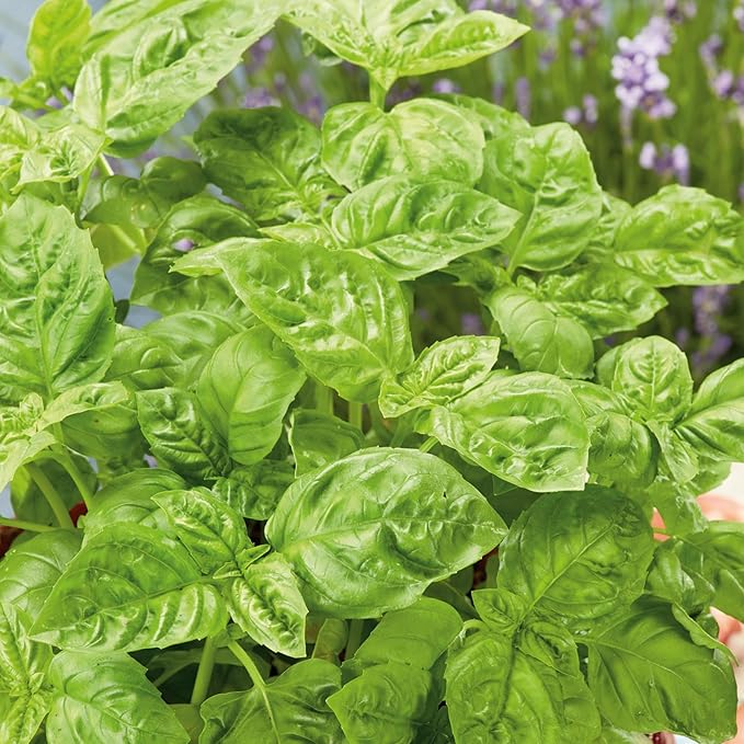 Sweet Basil Seeds - 1 Oz ~19000 Seeds - Non-GMO, Heirloom - Growing Microgreens, Herb Garden - Ocimum basilicum