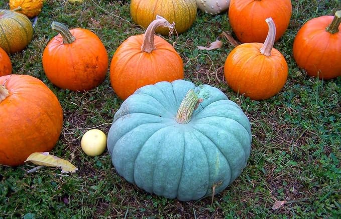 NIKA SEEDS - Seeds Vegetable Pumpkin Queensland Blue (Cucurbita Maxima) - 10 Seeds