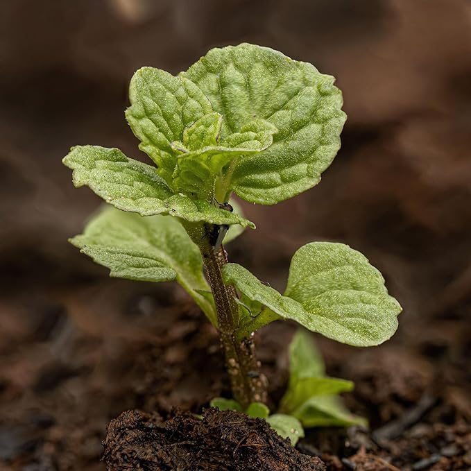 Seed Needs Mint Seeds for Planting Spearmint & Peppermint - Non-GMO Heirloom & Untreated Herb Seed to Plant an Indoor/Outdoor Culinary Medicinal Garden (Collection of 2 Packets)