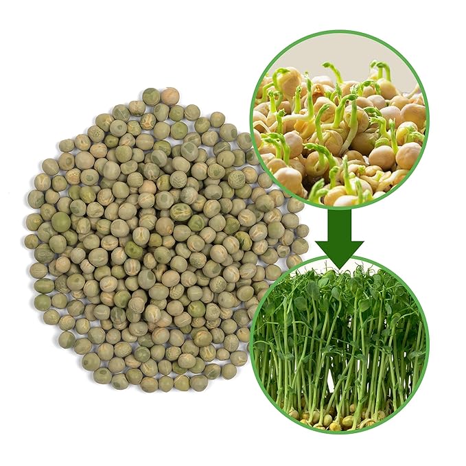The Sprout House Green Peas - Organic Green Peas for Sprouting or Cooking, High Germination, Non-GMO, Resealable Bag for Freshness, Perfect for Salads, Shoots, & Healthy Recipes, 1LB Green Pea Seeds