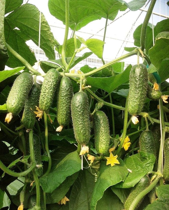40+ Seeds Cucumber Titus F1 - Vegetable Green