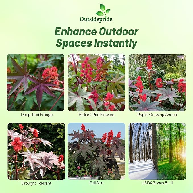 Outsidepride Bright Red Castor Bean Seeds - 30 Pcs Annual Quick-Growing Tropical Flower Seeds for Planting Vibrant Foliage & Colorful Blooms for Eye-Catching Borders, Gardens & Landscapes
