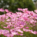 Mixrug 500pcs Pink Cosmos Seeds for Planting, Non-GMO Perennial Wildflower Seeds, Heirloom Rare Dwarf Garden Open Pollinated Flowers in Outdoors