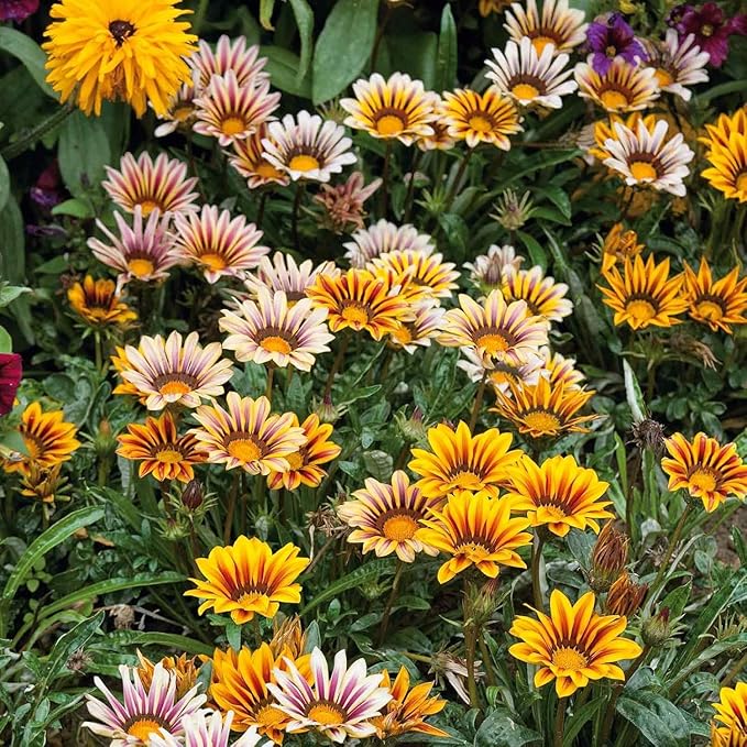 350+ Mix Gazania Seeds for Planting Heat & Drought Tolerant Garden Gazania Flower Ground Cover Plants for Home Garden Outdoor