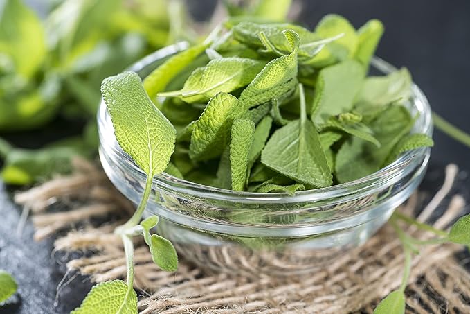 Perennial Herb Seeds Variety Pack – Non-GMO Chives, Greek Oregano, Sage, German Winter Thyme – Heirloom Culinary Herb Garden Seeds for Planting Indoors & Outdoors