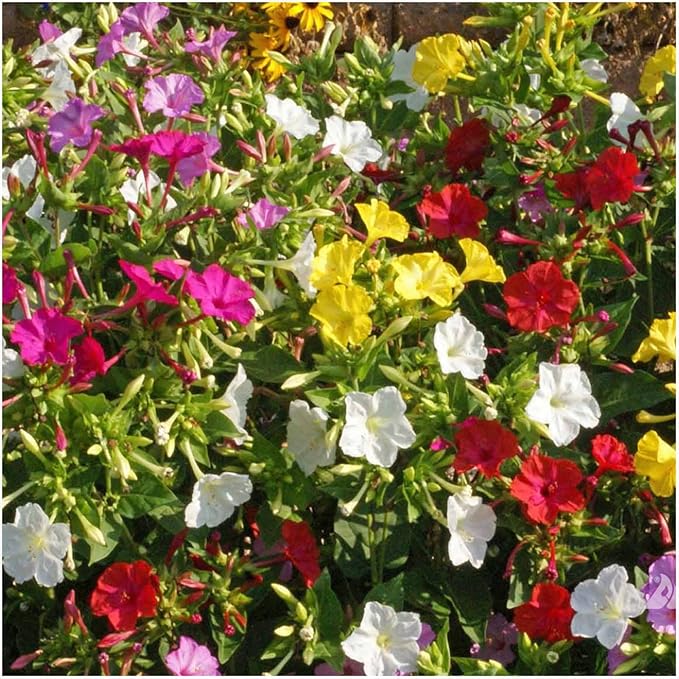 Seed Needs Four O Clock Seeds for Planting Mixed Flowers - Heirloom & Open Pollinated Annual Wildflowers to Attract Butterflies to a Butterfly Garden (5 Packs)
