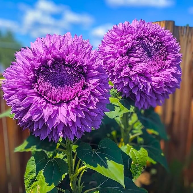 150+ Rare Sunflower Seeds for Planting Giant Teddy Bear Sunflowers Non-GMO Heirloom Seeds for Home Garden Outdoors - Attracts Pollinators