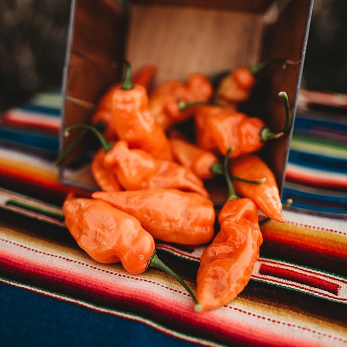 Habanada Pepper - 10 Seeds - Heatless Habanero Pepper, Sweet & Citrusy Flavor, Non-GMO, Heirloom Sweet Pepper Seeds for Planting in The Home Garden, Thresh Seed Company
