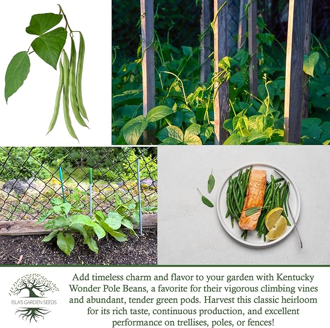 Kentucky Wonder Pole Bean Seeds (Phaseolus vulgaris) – 30+ Non-GMO Heirloom Seeds for Planting, Classic Climbing Variety with Tender Green Pods, by Isla’s Garden Seeds, Gift Idea for Gardeners