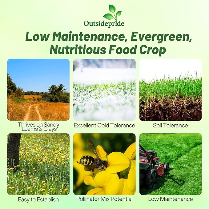 Outsidepride Perennial Birdsfoot Trefoil Seed - 5 lbs Nitrocoated, Inoculated, Winter Hardy, High Protein Forage Legume Seeds for Pasture, Hay, Silage Production & Livestock Grazing