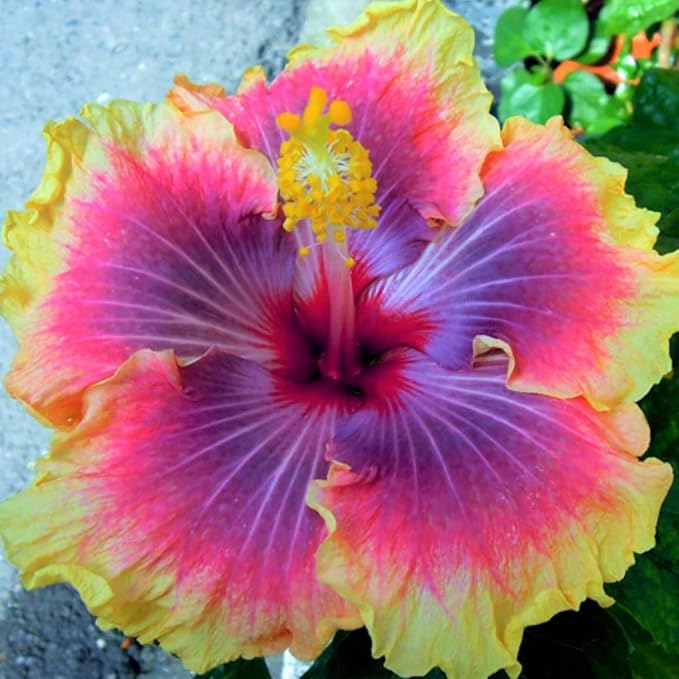 50+ Rare Hibiscus Seeds for Planting - Black Pink Purple Hibiscus Seeds Non-GMO Perennial Hardy Giant Flowers