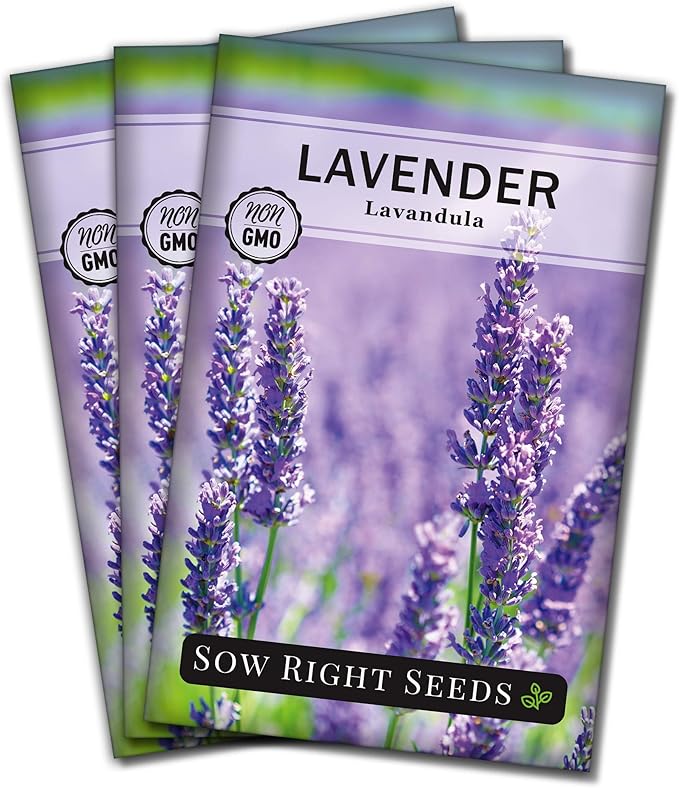 Sow Right Seeds - English Lavender Seeds for Planting - Non-GMO Heirloom Packet with Instructions to Grow Beautiful Indoor or Outdoor Herb Garden - Attract Pollinators - Perennial Purple Blooms (3)