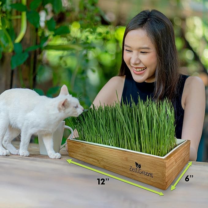 Self-Watering Cat Grass Kit – Grow Fresh, Living Cat Grass at Home in 5–7 Days | No Soil, No Mess | Organic Wheatgrass Seeds | Large Reusable Indoor Tray