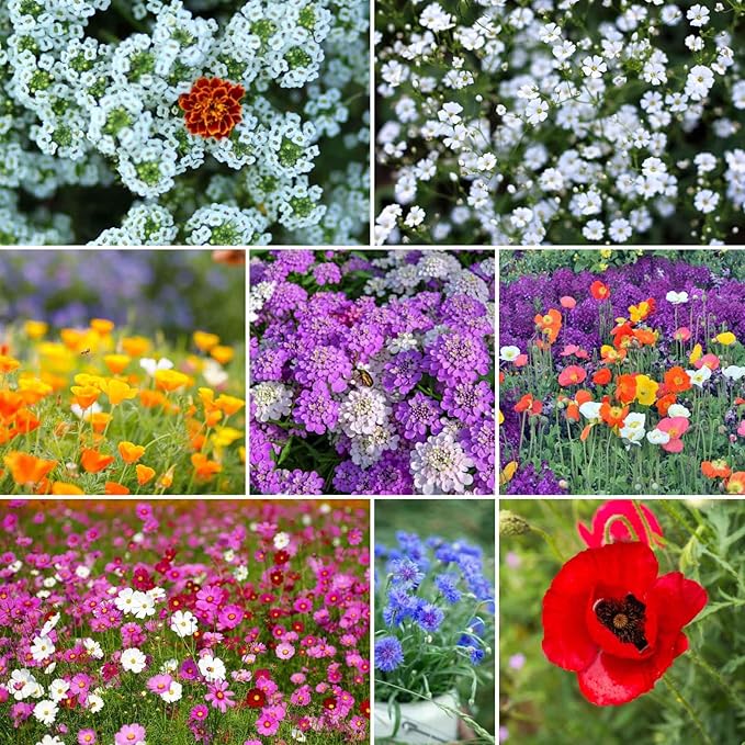 Eden Brothers Rugged Beauty Flower Mixed Seeds for Planting, 1 lb, 480,000+ Seeds with Cornflower Tall Blue, Candytuft | Attracts Pollinators, Plant in Spring or Fall, Zones 3, 4, 5, 6, 7, 8, 9, 10