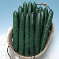 Summer Dance Cucumber Seed 2 g ~90 Seeds – Non-GMO, Heirloom Japanese Variety – Crisp, Sweet, Burpless Cucumbers for Fresh Eating or Pickling – High-Yield Plants for Garden Beds or Containers