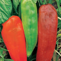 Burpee Corno di Toro Rosso Sweet Pepper Seeds 75 seeds