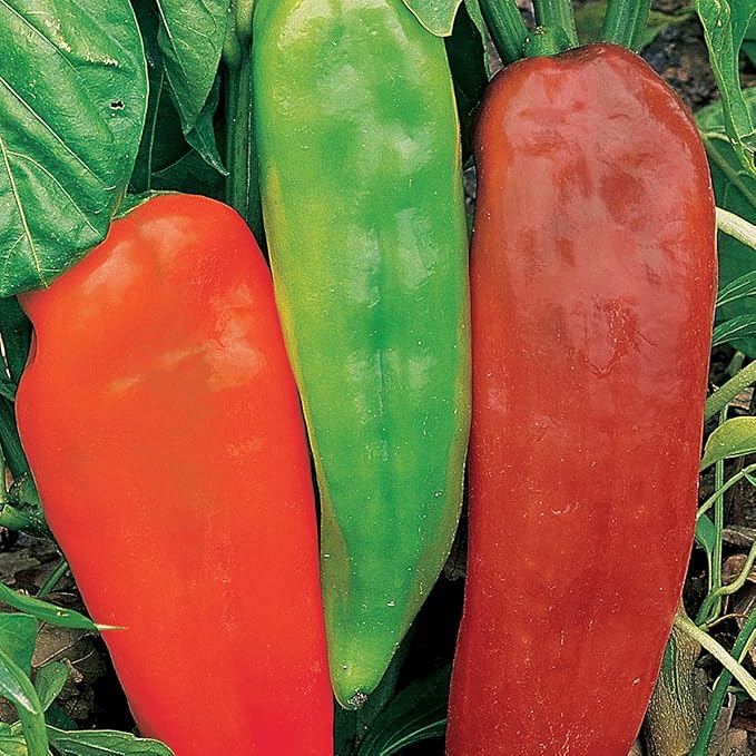 Burpee Corno di Toro Rosso Sweet Pepper Seeds 75 seeds