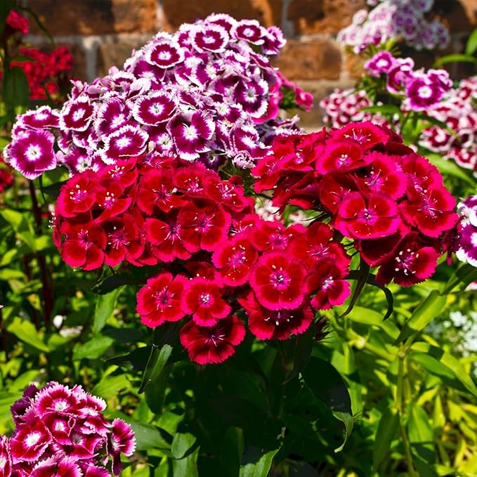 Seed Needs Sweet William Seeds for Planting Dianthus Flowers - Heirloom & Open Pollinated Annual Wildflower Seed Mix to Attract Butterflies, Bees & Other Pollinators to a Butterfly Garden (5 Packs)
