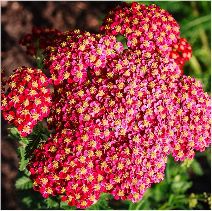 Seed Needs, Red Yarrow Seeds - 500 Heirloom Seeds for Planting Achillea millefolium rubra - Perennial Host Plant to Attracts Monarchs & Other Pollinators (5 Packs)