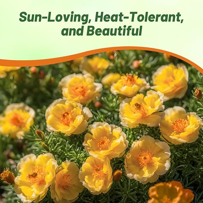 Outsidepride Yellow Moss Rose Seeds - 10000 Pcs Annual, Drought & Heat Tolerant, Pollinator Friendly Ground Cover Seeds for Planting w/Vibrant Blooms & Succulent Foliage, Ideal for Xeriscaping