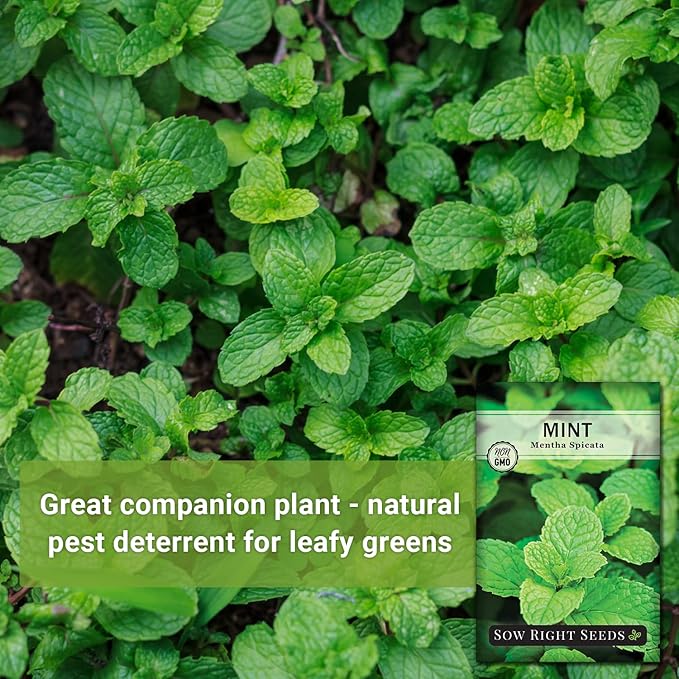 Sow Right Seeds - Mint Seeds for Planting - Non GMO Heirloom Perennial Herb for Indoor or Outdoor Planting - Ideal for Kitchen Herb Garden - Perennial Growing Plants - Packet with Instructions (1)