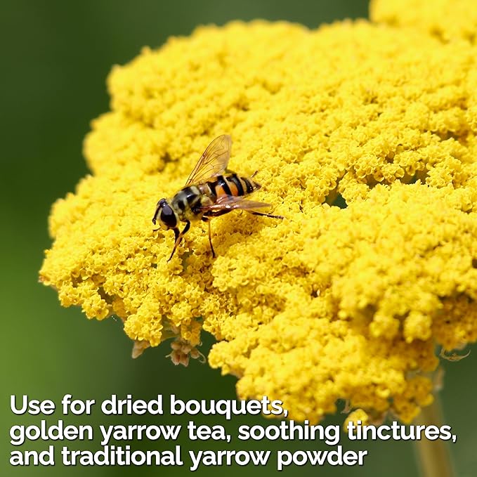 KVITER 7000 Gold Yarrow Seeds (Achillea Filipendulina) — Perennial Flower Seeds to Plant Outside, Heirloom & Organic — Native Wildflower Seed for Herb Garden, Beds, Containers & Meadows