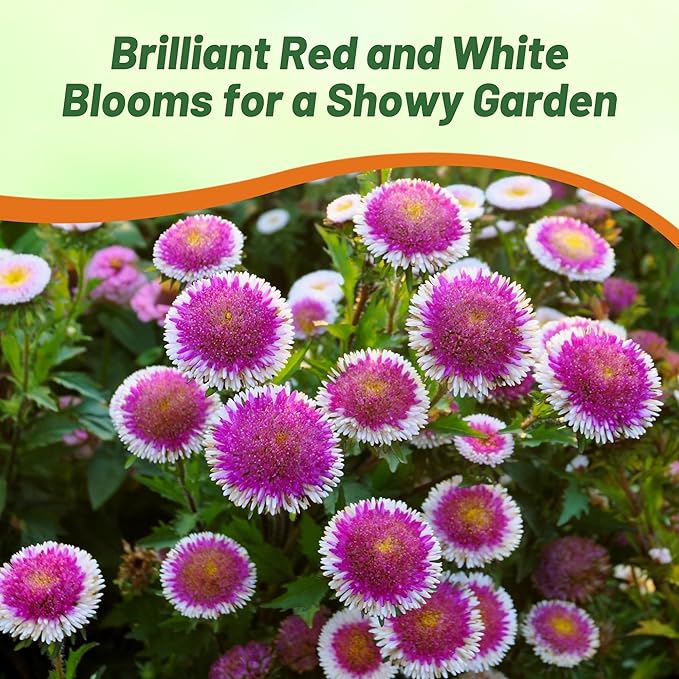 Outsidepride Tall Pompon Hi-no-Maru Aster Seeds - 1000 Pcs. Annual, Hardy & Pollinator Friendly Flower Seeds for Planting Vibrant Disc-Shaped White-Red Blooms, Ideal for Meadows & Aesthetic Gardens