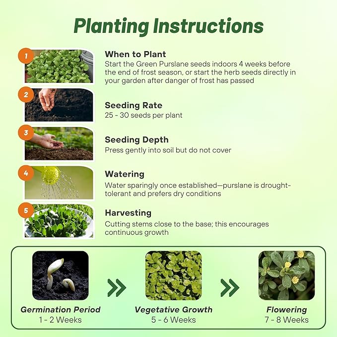 Outsidepride Green Purslane Seeds for Planting - 5,000 Pcs Annual, Easy to Grow, Vitamin-Rich & Drought Tolerant Succulent Seeds for Culinary, Xeriscaping, Containers & Hanging Baskets
