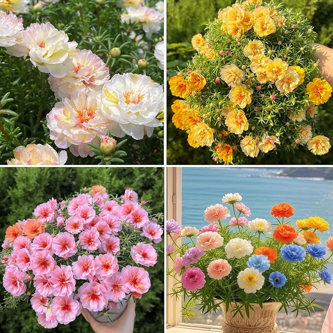 Double Moss Rose Seeds for Planting, 10000pcs Rare Portulaca Grandiflora Rose Flower Seeds, Heirloom Non-GMO Ground Cover Home Garden Flowers for Outdoors