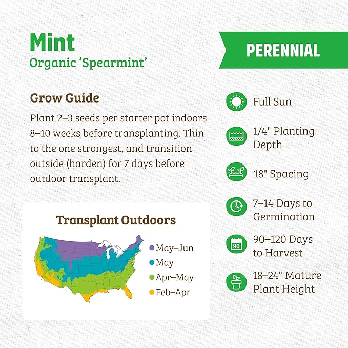 Back to The Roots 100% Organic Heirloom Seeds - Spearmint Value Pack (250mg Total)