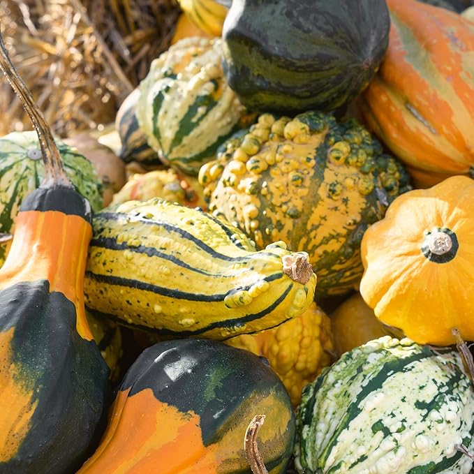 Monster Mix F1 Hybrid Gourd Seeds - 2 g Packet ~60 Seeds - Non-GMO, F1 Hybrid - Vegetable Garden - Cucurbita Pepo