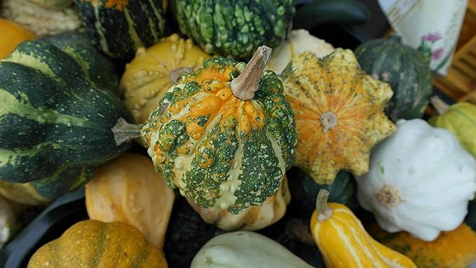 Seeds4planting - Seeds Ornamental Pumpkin Mix Heirloom Vegetable Non GMO