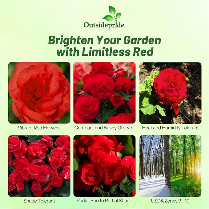 Outsidepride Dark Red Limitless Begonia Seeds for Planting - 50 Pcs Perennial Flower Seeds with Large Blooms, Arching & Pendulous Growth Habit, for Containers, Hanging Baskets, or Landscape Plantings