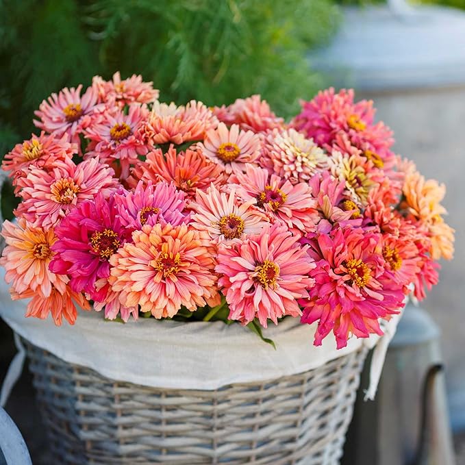 Eden Brothers Zinnia Seeds - Cactus Pink Shades, Non-GMO Seeds for Planting, 1 oz | Low-Maintenance Flower Seeds, Plant During Spring, Zones 3, 4, 5, 6, 7, 8, 9, 10
